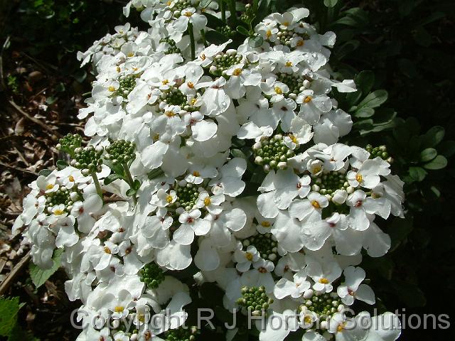 Candytuft white_2